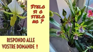 Domande Più Frequenti Sulle Orchidee! Ecco Le Risposte!