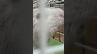 Wheek  #guineapig