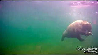 6 Sep 2018: 435 Holly Dives for a Fish