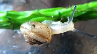Snail in Slow Motion