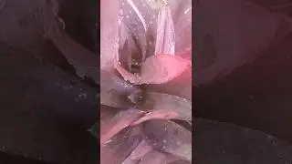 purpell huart bhut hi accha plant h#shortvideo #terracegarden #