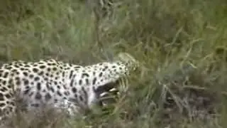 Leopards Fighting Game drive Elephant Plains