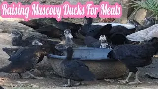 Raising Muscovy Ducks For Meat#muscovyducklings #muscovyduckfarming #muscovyduck #muscovyducksfeed