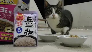 今日はチビトラちゃんの7回目の月命日です