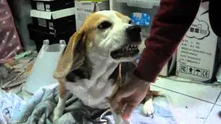 Angry Beagle
