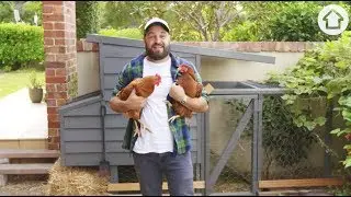 Green Space: Raising backyard chickens and important tips