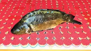 Can 69,000 Matches Cook a FISH ?