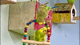 Love Triangle In My Aviary 😳💔🐦 full video