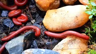 A Close-up look at the unique forest millipede colonies #ForestMillipede #mllipedecolony 