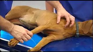 Untersuchung der Vordergliedmaße am liegenden Hund – Der Humerus
