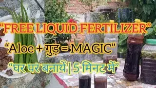 AloeVera + गुड़ से बनायें Liquid Fertilizer | घर का Organic Plant Food |Best Homemade Fertilizer