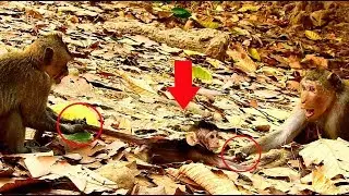 Pity poor baby monkey ! Kidnapper very do bad on baby monkey