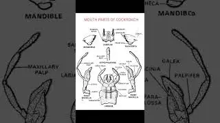 mouth parts of cockroach#entomology #insects #education #viral #shortsyoutube