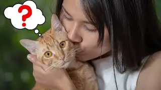 Do Cats Understand Kisses and Hugs?