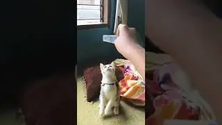 Bolang Kucing Campuran,, yg di Adopsi penuh dengan kasih sayang