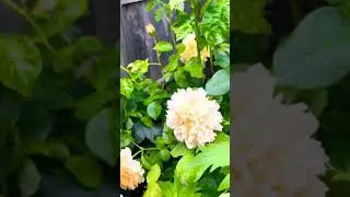 LEAH TUTU ROSE
