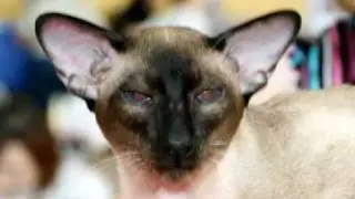 Cat Politics.