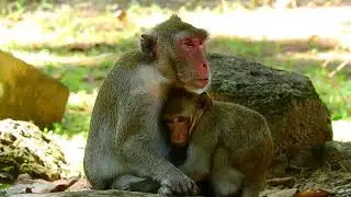 Spoiled Big Baby Monkey Still Need Milk | Mother Jade Feed Spoiled Baby Monkey