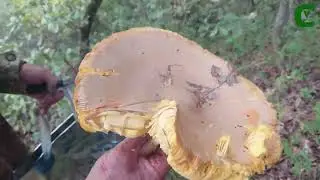 Ovoli giganteschi sotto le querce: Amanita caesarea. Dopo i porcini ecco gli ovuli