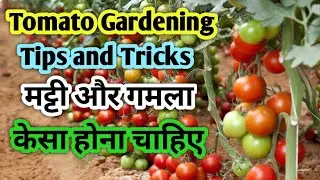 Tomato Gardening Tips and tricks | Best Soil mixture and Pot  for Tomato gardening