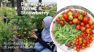 THANK GOD HARVEST PART 2 MORE CAPRI TOMATO STRAWBERRY