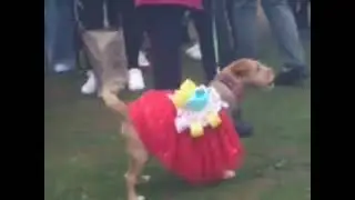 Steampunk festival isle of wight 2025 dog show