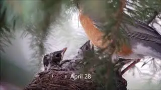 Robin nestlings