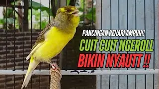 SUARA Kenari GACOR PANJANG Pancingan & masteran Kenari Paud AGAR gacor AMPUH Kenari MACET bunyii