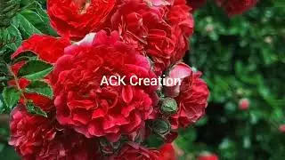 Beauty of nature #rose#tulip#spring#flower#garden#viral video #video#beautiful rose#nature