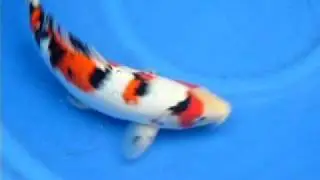 SPKC - OISHI GROW OUT 2010