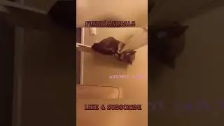 Animals that destroy things - Don't try to stop laughing #shorts #86