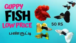 என்னிடம் விற்பனைக்கு உள்ள மீன்கள் imported Guppy 50 rs 