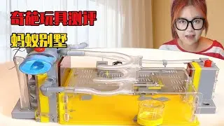 買了個豪華版螞蟻大城堡，美女試玩全程實測，結果出現意想不到的驚人畫面！