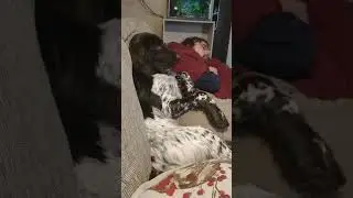 Dog Watches Scary Movie Scene