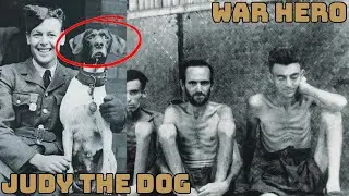 WW2 The POW Dog Judy That Survived Shipwrecks, Crocodiles, and a Japanese Prison Camp