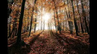 Chasing the best fall foliage with the PA Bureau of Forestry