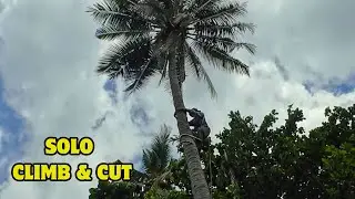 Solo Climb & Cut: Tackling a Dangerous Coconut Tree