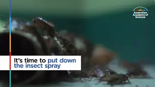 It's time to put down the insect spray: How spiders control pests