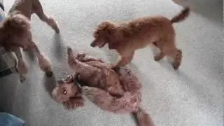 Red standard poodles playing together