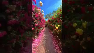 Blooms of beauty on Jeju Island. 🌸🍃