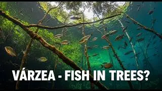 Amazon's Flooded Forest: The Strange Underwater Kingdom Where Fish Swim in Treetops.