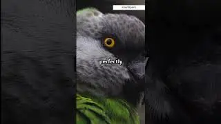 The World's Strangest Parrot: The Kakapo!