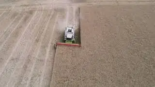 Rapsernte mit Class Lexon 550 LU Weig #m&auml;hdreschen #farmer #oberpfalz Combine harvesters