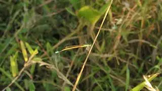 Ischnura rubilio (Western Golden Dartlet) Male