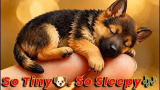 Mini Puppy 🐶 Sleeping on a Finger 😴💫 Part 2