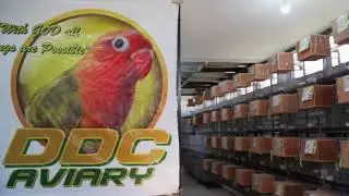 Aviary Visit ep3 (DDC Aviary)