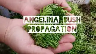 ANGELINA BUSH PROPAGATION