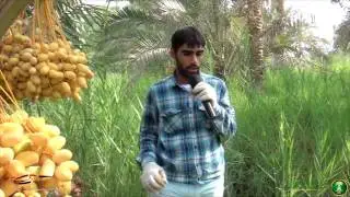 طريقة علاج النخيل المصابة بسوسة النخيل الحمراء بجهاز الحقن