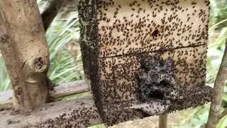 Stingless Bee:COLONY For sale