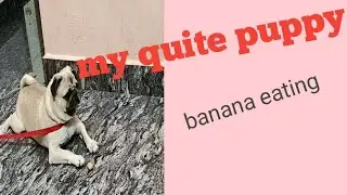My quite puppy banana eating || dog love ||❤️❤️    daily vlog channel ||Anubandh channel ||